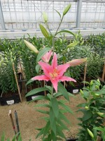 [5362 Aktiva VZ No01.JPG]